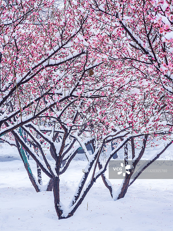 雪中红梅图片素材