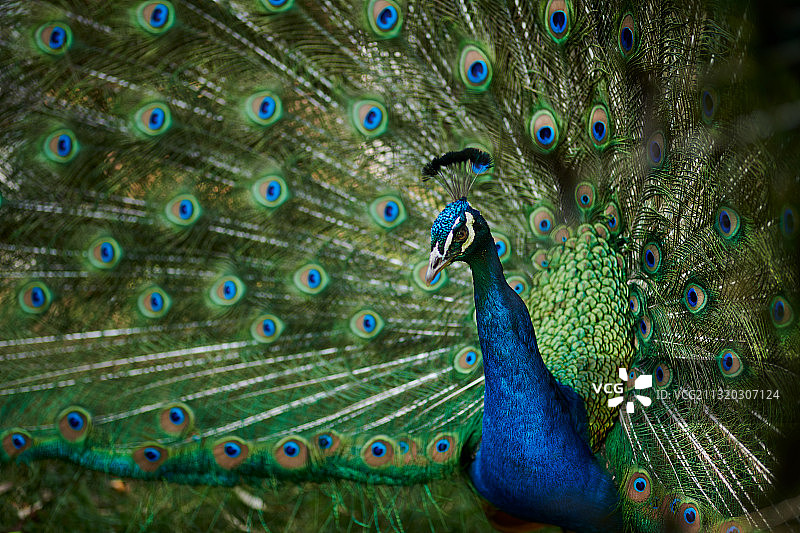 蓝孔雀图片素材