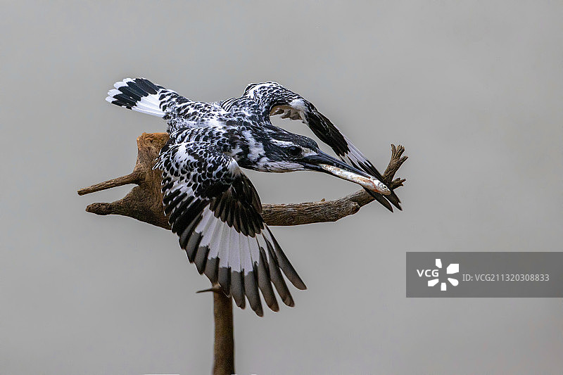 斑鱼狗图片素材
