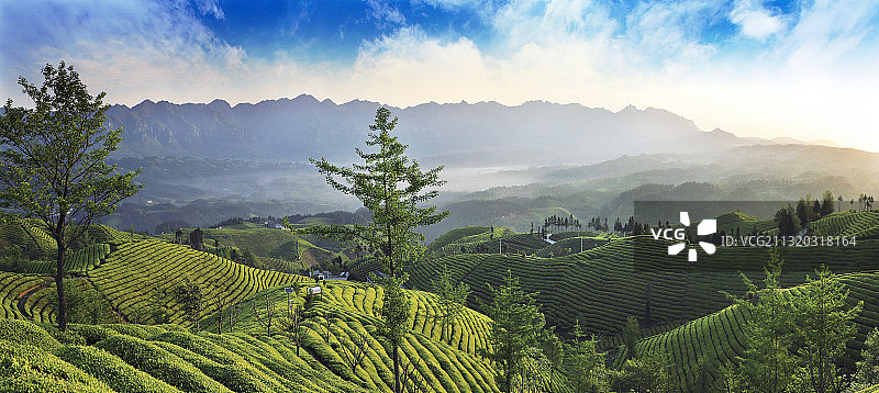 中国最美茶园—木耳山。地处湖北省鹤峰县走马镇。图片素材