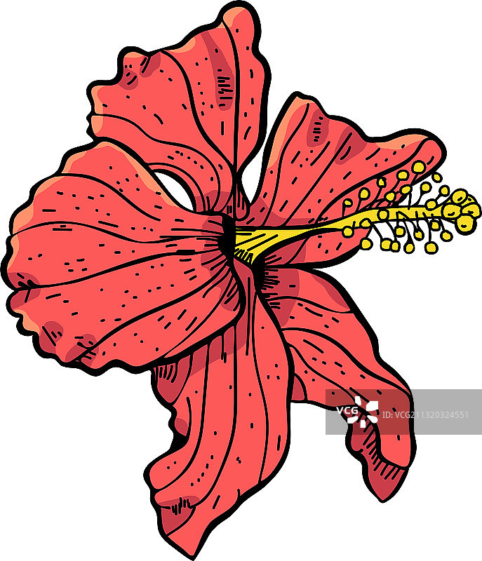 逼真的孤立木槿花图片素材