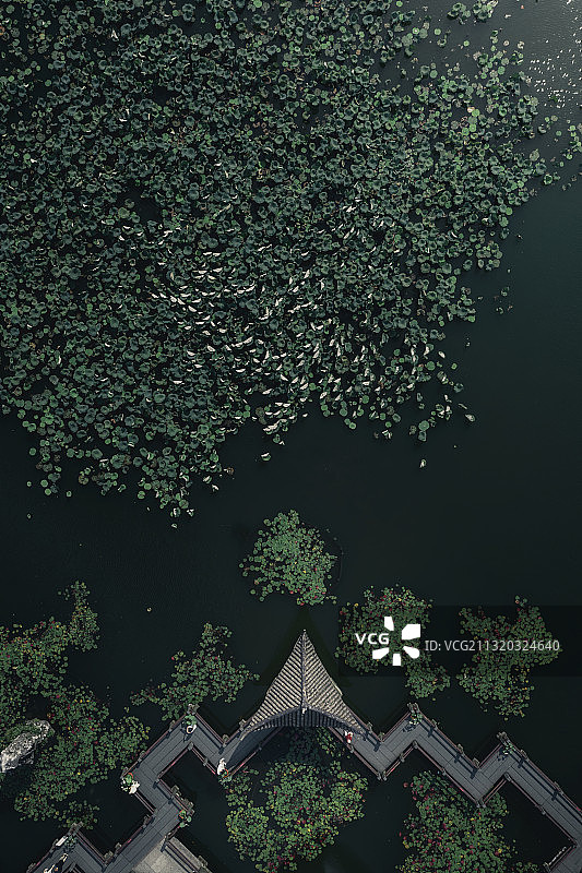 杭州西湖小瀛洲荷花池图片素材