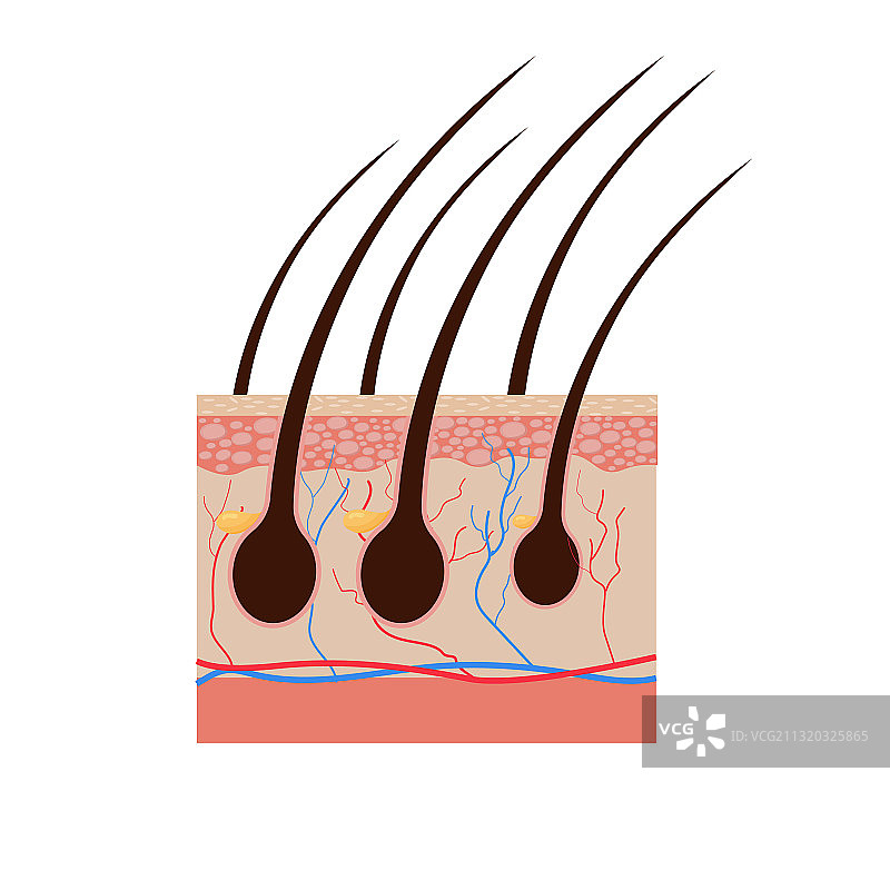 人体皮肤及毛发结构图片素材