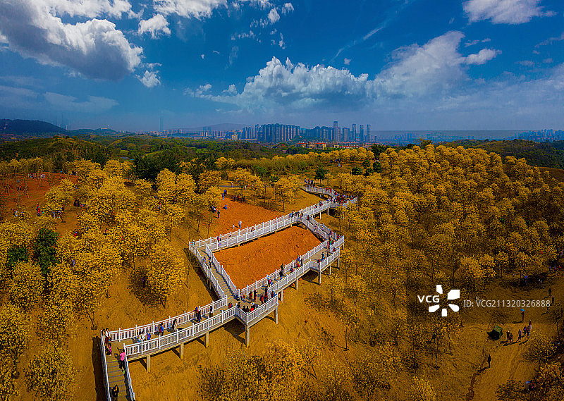 南宁青秀山黄花风铃木一景图片素材