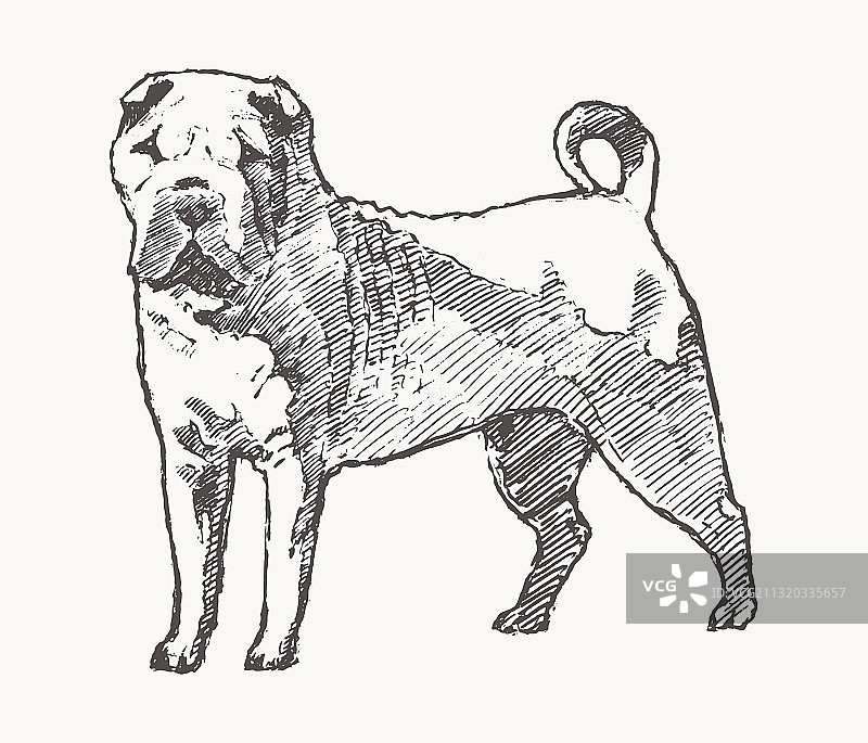 手绘沙皮狗逼真素描图片素材