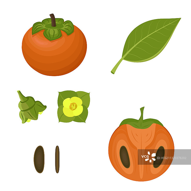 柿子花叶骨骼套装图片素材