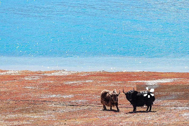 西藏羊卓雍错秋季自然风光图片素材