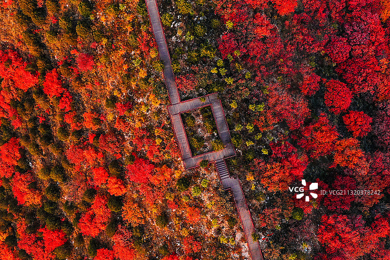 花海-舞彩浅山图片素材