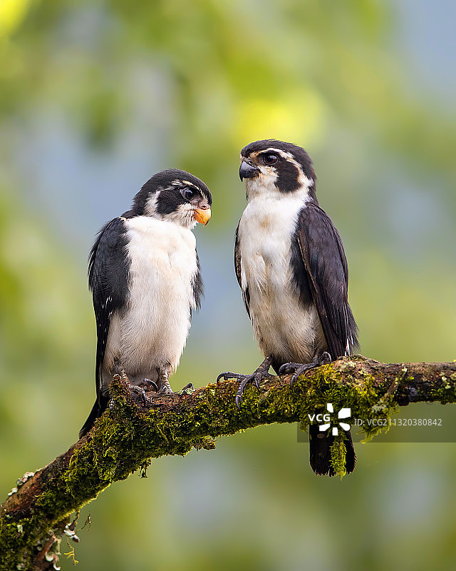 白腿小隼图片素材