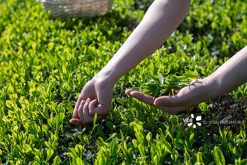 清明时节采摘春茶图片素材