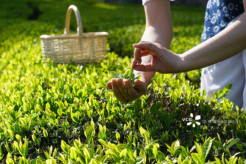 清明时节采摘春茶图片素材