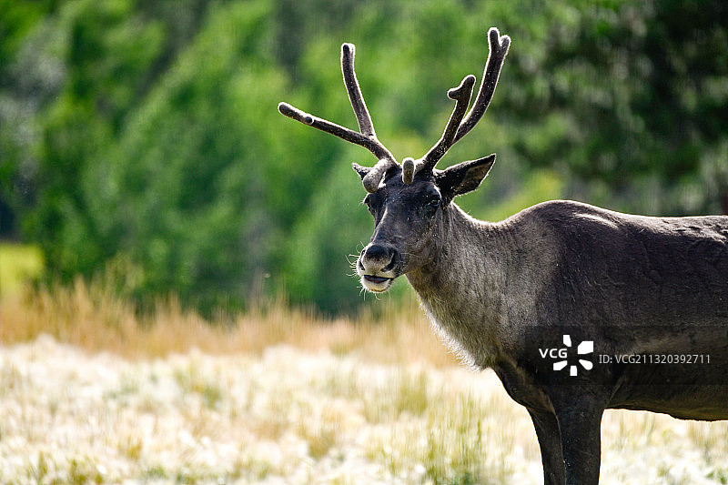 驯鹿站在草地上，加拿大育空地区怀特霍斯图片素材