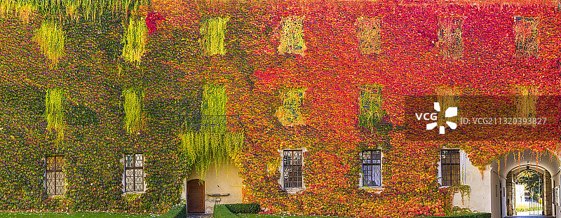 意大利南蒂罗尔艾萨克山谷布列克森，诺伊斯蒂夫特修道院内院外墙上秋色中的野生葡萄藤图片素材
