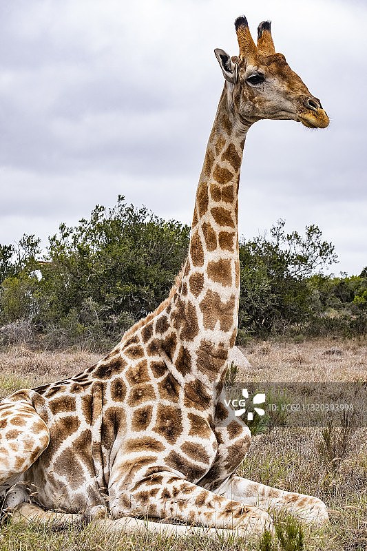 南非拉利贝拉野生动物保护区内的长颈鹿图片素材