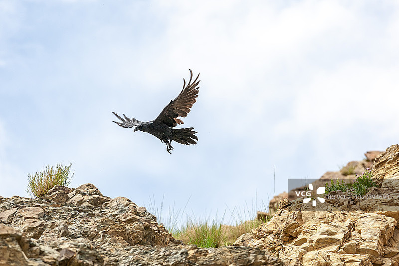 通身漆黑，叫声单调粗哑的大嘴乌鸦鸟图片素材