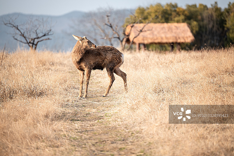 一只鹿图片素材