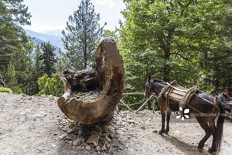 骡子下到希腊西克里特岛的萨马利亚峡谷图片素材