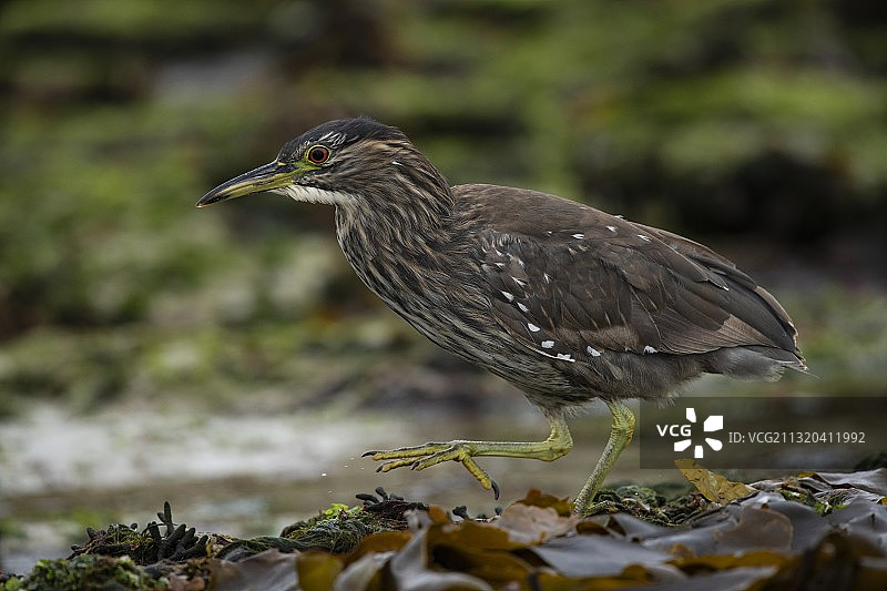 黑冠夜鹭在退潮时探索中国福克兰群岛海带散落的岩石图片素材