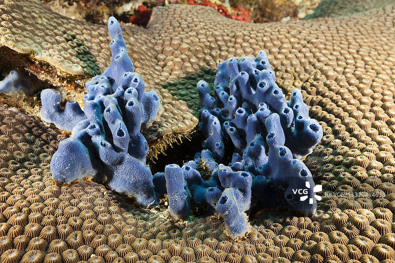 新不列颠金贝湾的蓝色海绵图片素材