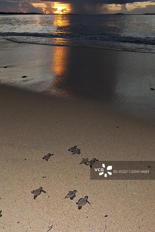 玳瑁海龟幼龟被放归大海，新爱尔兰，巴布亚新几内亚图片素材