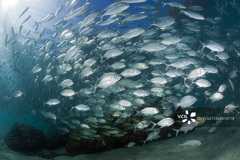 大眼鲹鱼群，新爱尔兰，巴布亚新几内亚图片素材