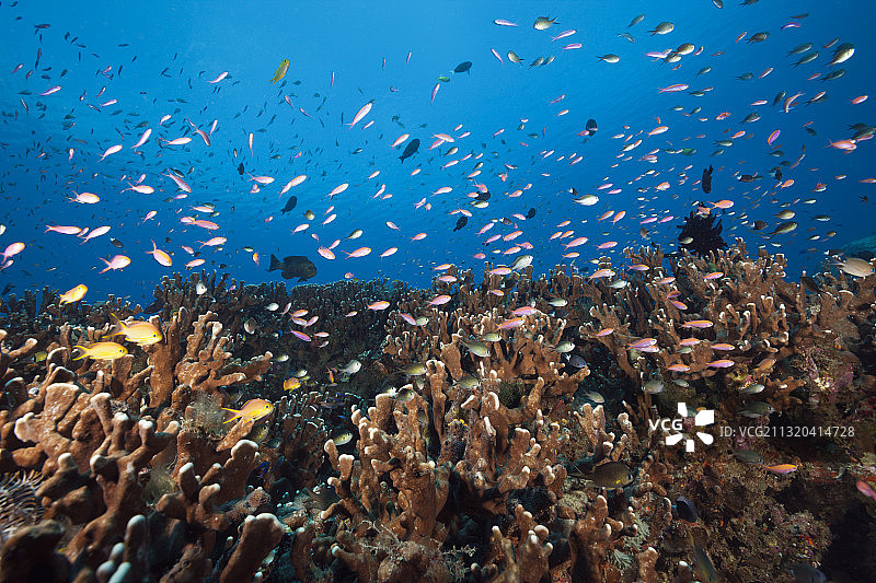 旗鱼与珊瑚礁，新爱尔兰，巴布亚新几内亚图片素材