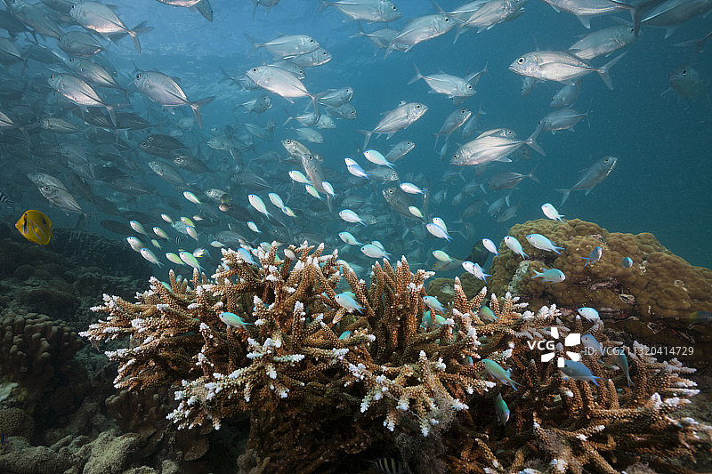 珊瑚礁上的蓝绿色光鳃鱼，新爱尔兰，巴布亚新几内亚图片素材