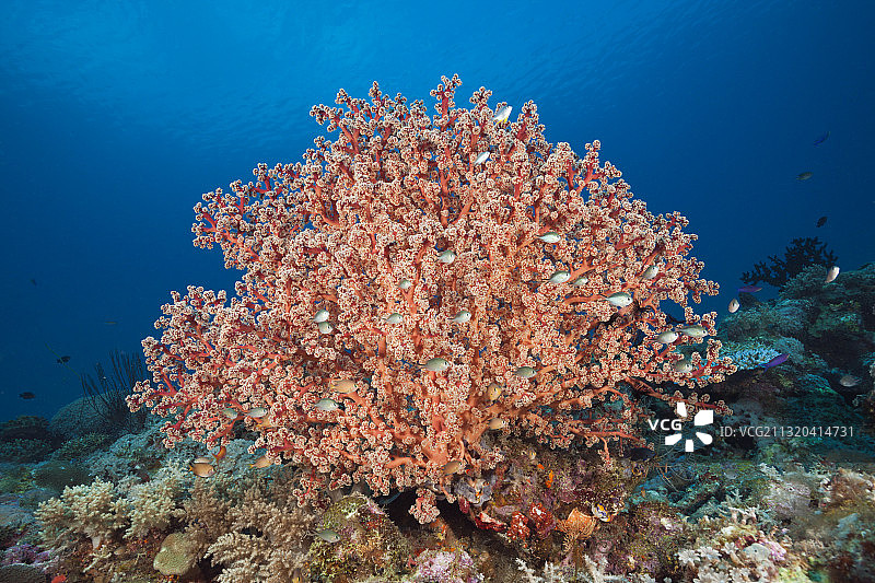 戈德弗鲁瓦软珊瑚，新爱尔兰，巴布亚新几内亚图片素材