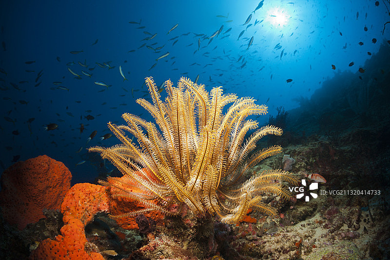 新爱尔兰岛海百合礁石图片素材