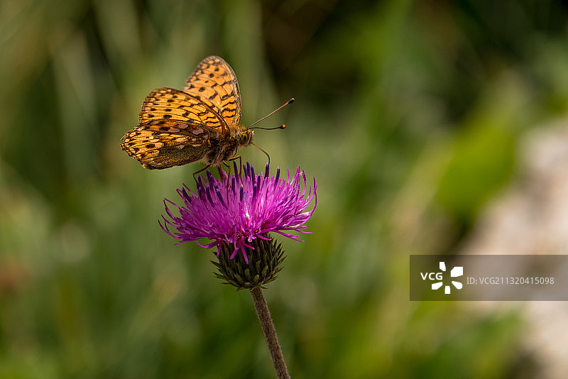 提契诺阿尔卑斯湖畔路边的贝母凤蝶图片素材