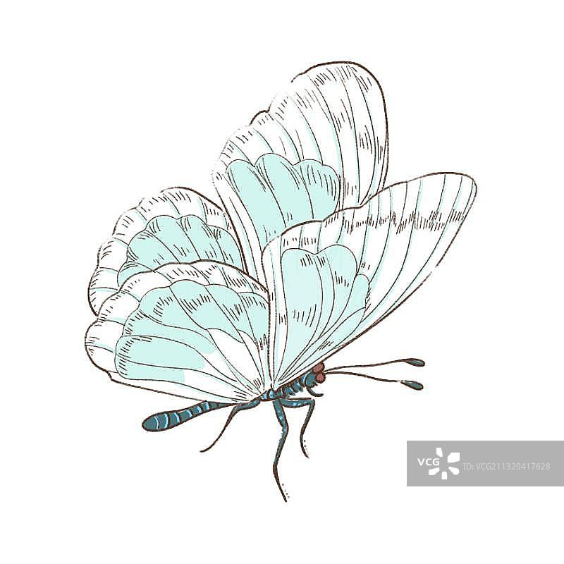 简单浅蓝色蝴蝶绘画元素图片素材