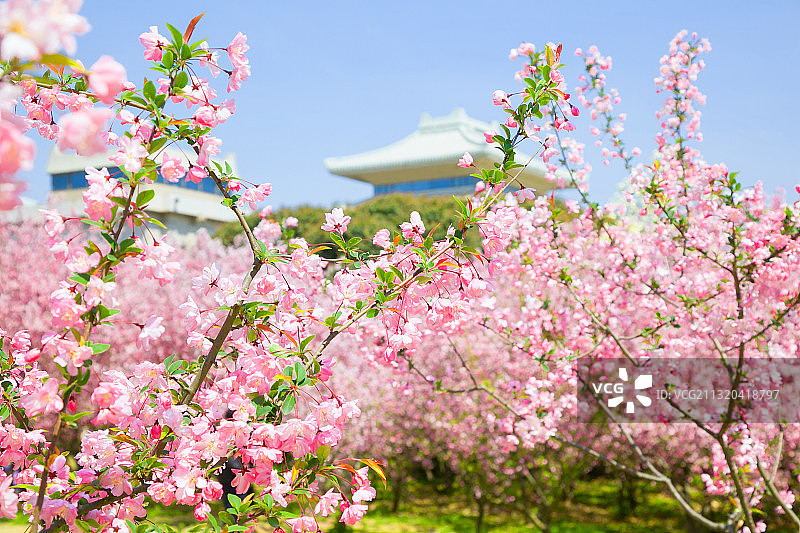 江苏省南京市雨花台烈士陵园烈士纪念馆春色风光图片素材