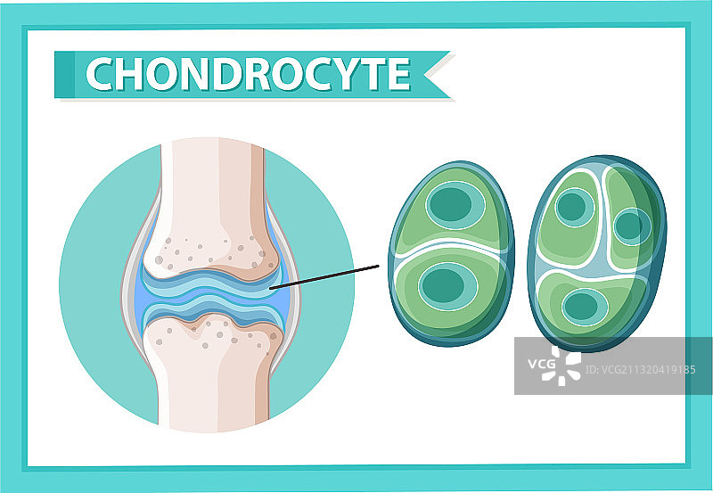 信息海报：软骨细胞图片素材