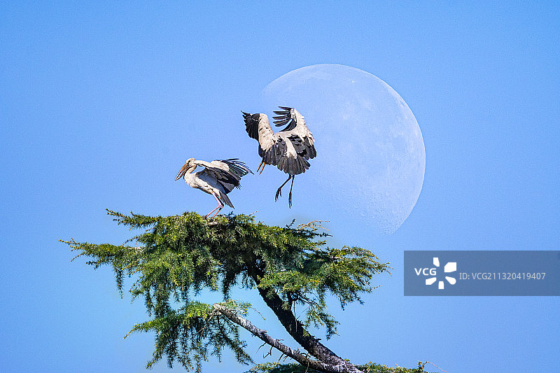 松鹳图图片素材