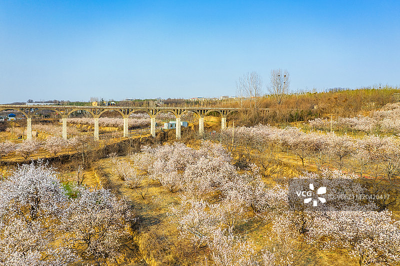 河南郑州二七区樱桃沟景区樱桃果园樱桃树春季户外风光图片素材