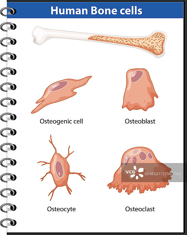 人体骨骼细胞解剖图片素材