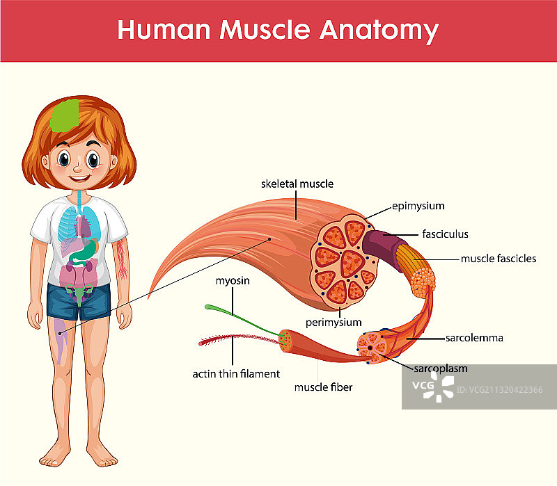 人体肌肉解剖信息图（含身体）图片素材
