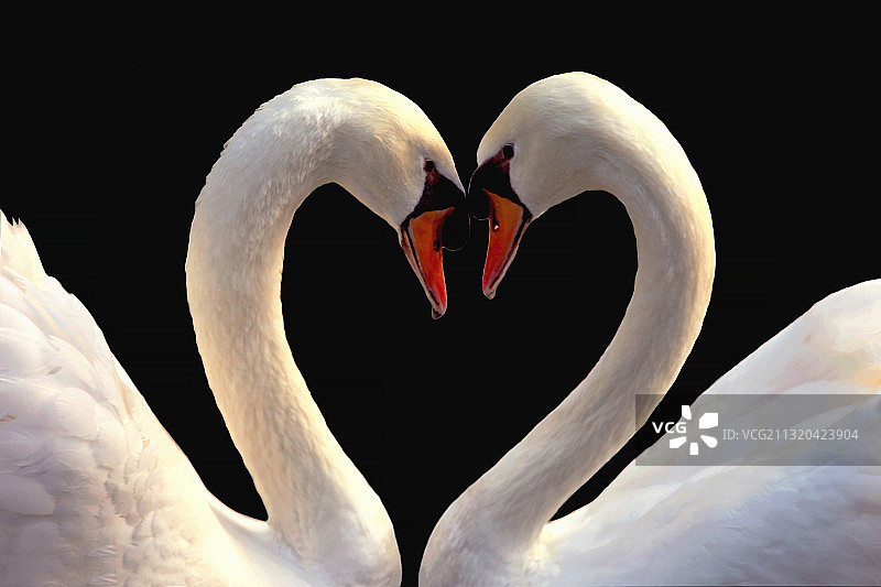 天鹅之恋2图片素材