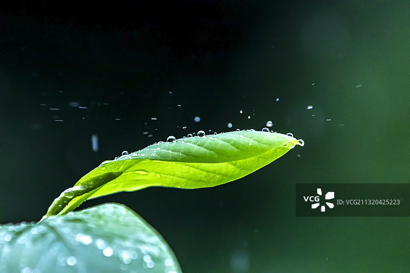 春之肖像图片素材