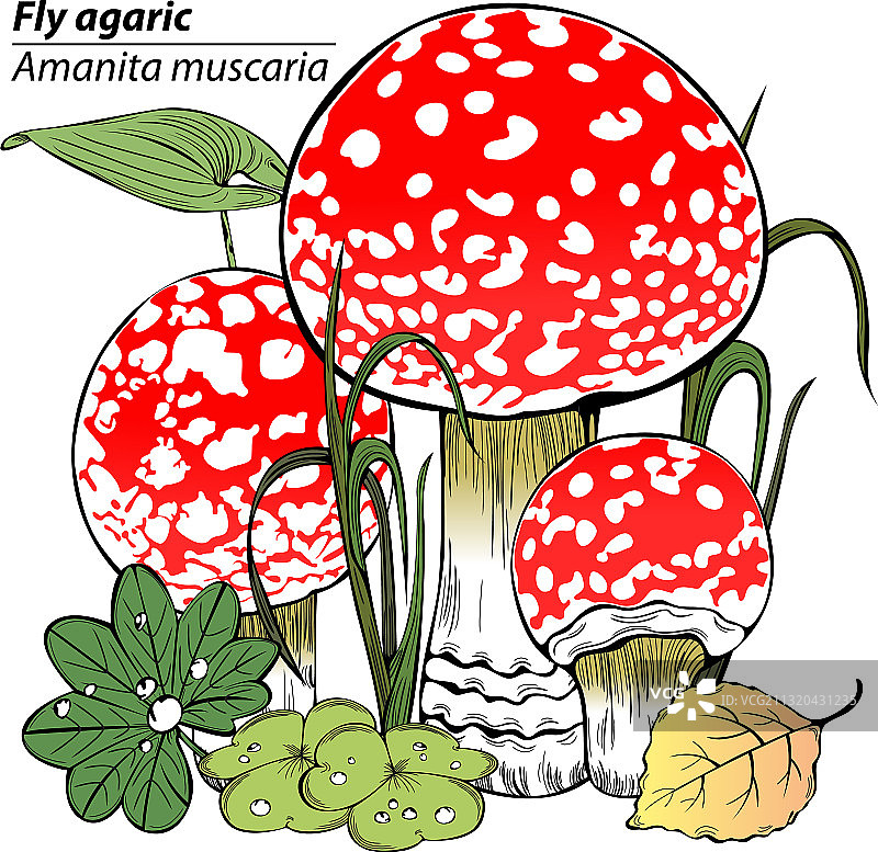 鹅膏菌图片素材