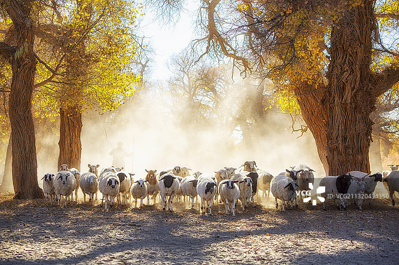 胡杨林里的羊群。图片素材