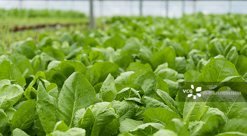 大棚无土栽培蔬菜图片素材