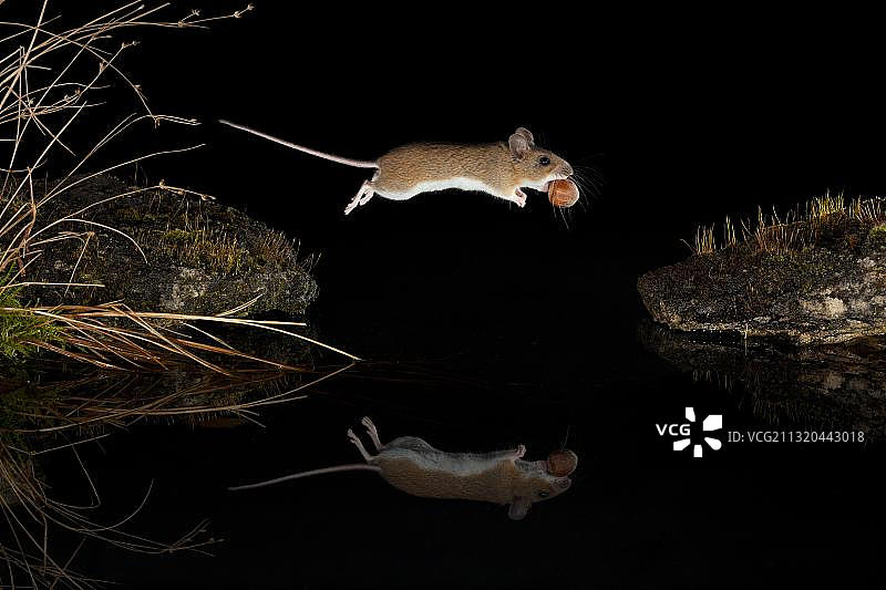 黄颈鼠跃过水面（德国图林根）图片素材