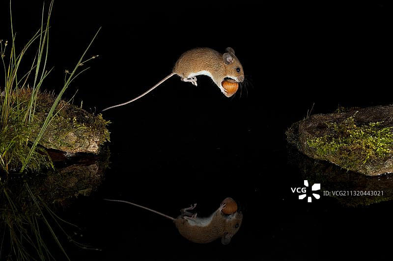 黄颈鼠跳过水面，前爪间夹着榛子，德国图林根图片素材