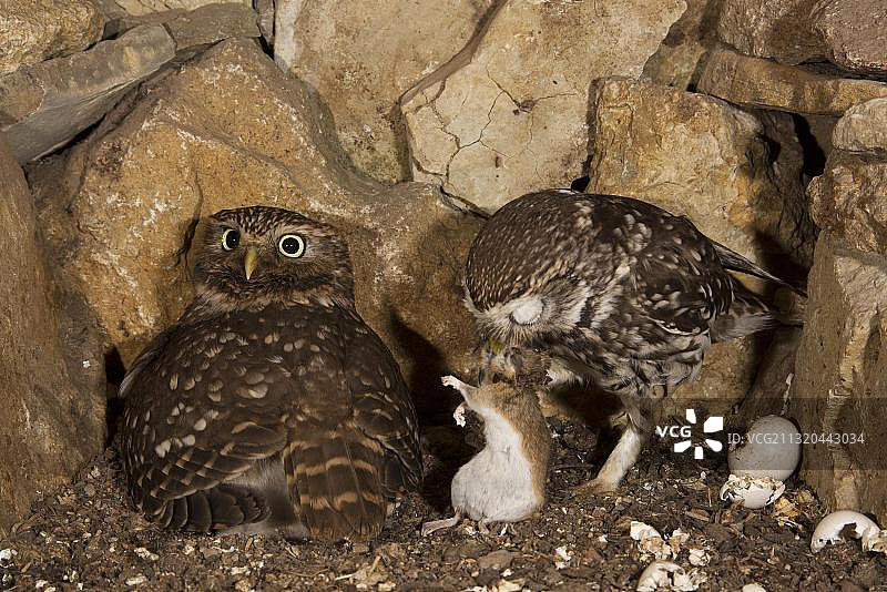德国图林根：穴鸮在繁殖洞穴中鸣叫，雄性带回捕获的黄颈鼠，孵化后蛋壳位于右侧，中欧高度濒危物种图片素材