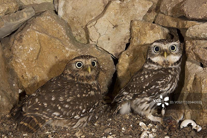 德国图林根州穴居猫头鹰图片素材