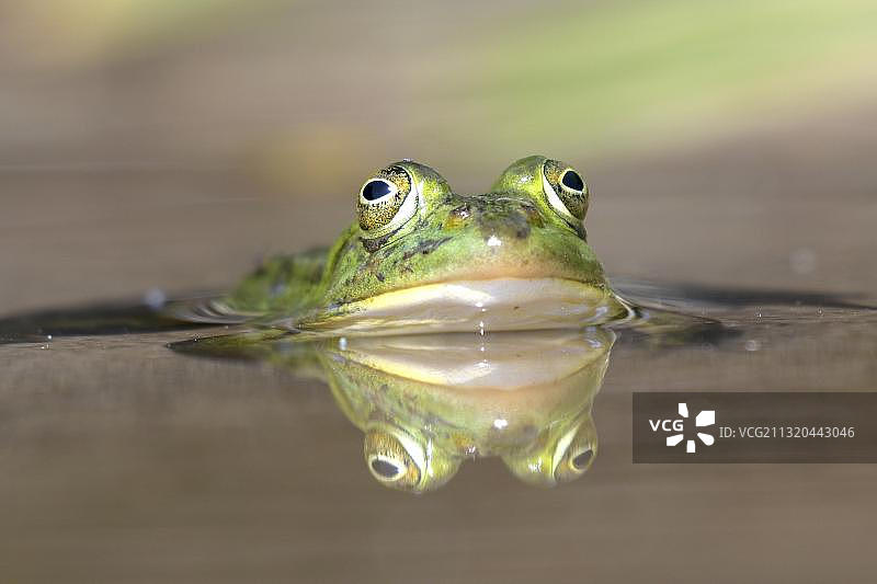 德国北莱茵-威斯特法伦水中的绿蛙（欧洲食用蛙）图片素材