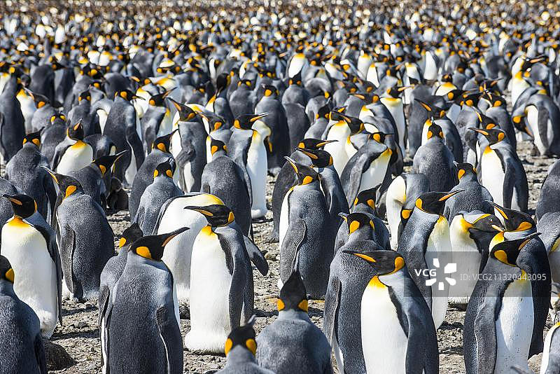 南乔治亚岛索尔兹伯里平原的巨型国王企鹅群图片素材