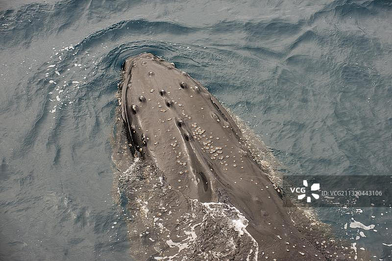 座头鲸，南桑威奇群岛，南极洲图片素材