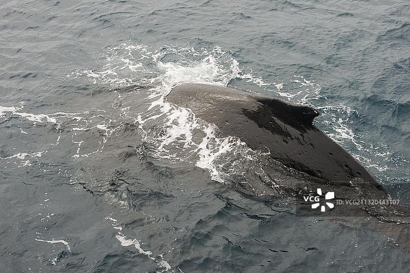 座头鲸，南桑威奇群岛，南极洲图片素材